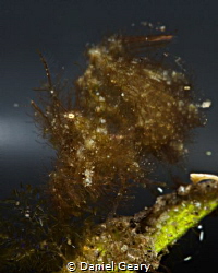 Hairy Shrimp with Eggs by Daniel Geary 